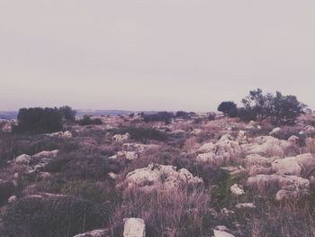 Flowers growing on field against sky