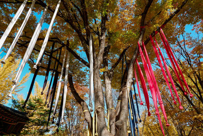Low angle view of bamboo trees in forest during autumn