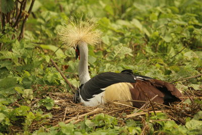 Close-up of bird on field