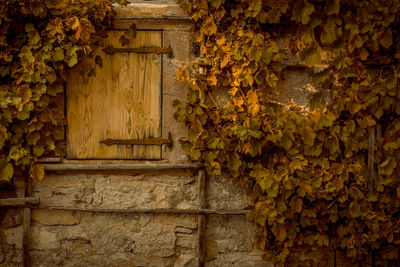 Close-up of ivy growing on wooden door