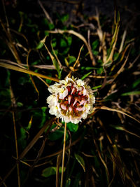 Close-up of flower