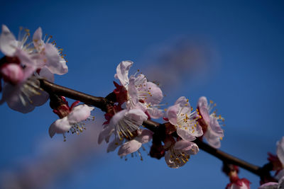 Low angle view of cherry blossom against sky