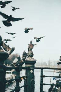 Low angle view of birds flying against sky