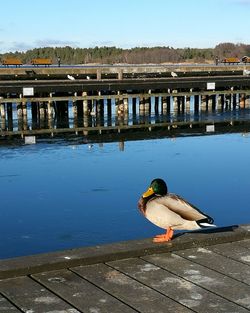 Bird perching on bridge over lake against sky