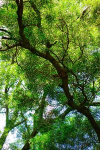 Low angle view of trees in forest