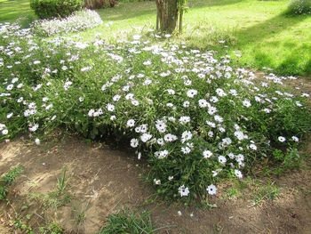 High angle view of flowering plants on field