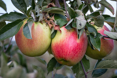 Delicious ripe red apples hanging from a tree branch in an apple orchard ready to be harvested