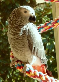 Close-up of parrot perching