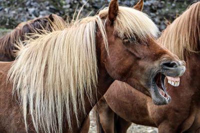 Close-up of a horse