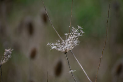 Close-up of dry dandelion on spider web