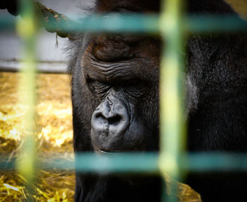 Close-up of gorilla in a cage