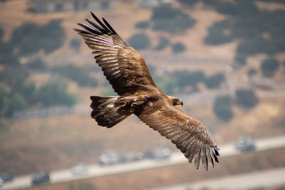 Close-up of eagle flying against the sky