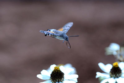 Hummingbird hawk-moth flying over white flowers