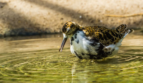 Close-up of bird drinking water