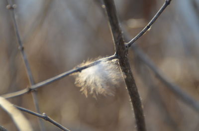 Close-up of twigs