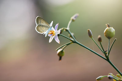 Close-up of white flowering plant