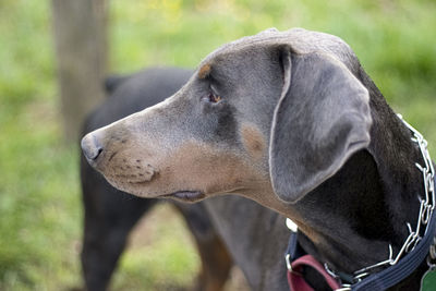 Close-up of dog looking away