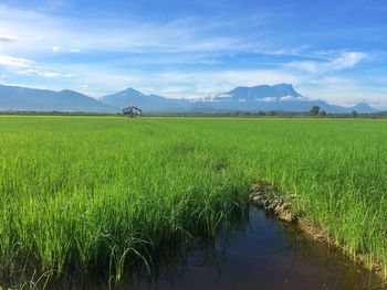 Scenic view of agricultural field against sky