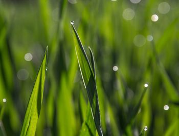 Close-up of water drops on grass