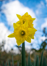 Close-up of yellow daffodil blooming against sky