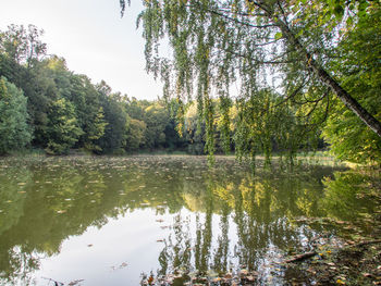 Scenic view of lake against trees in forest