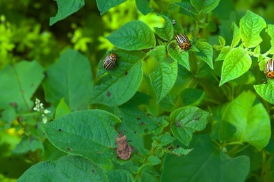 High angle view of insect on leaves