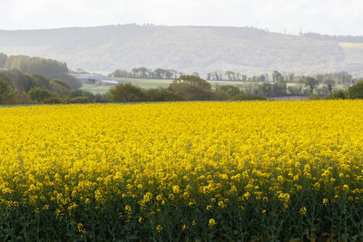 Scenic view of oilseed rape field