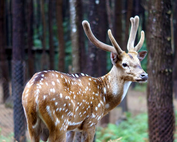 Close-up of deer standing outdoors