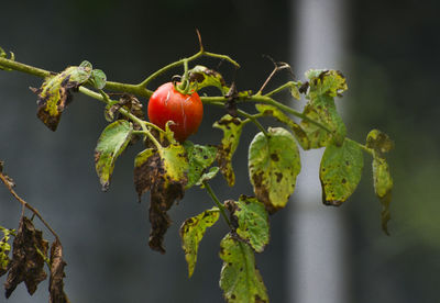 Close-up of cherries growing on plant