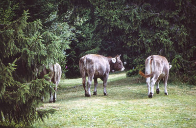 Horses standing in a field