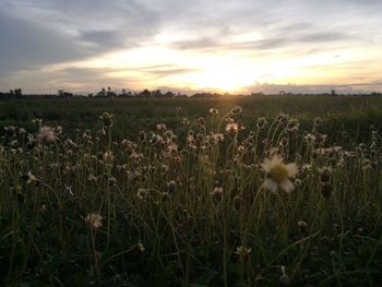 Scenic view of grassy field against sky during sunset