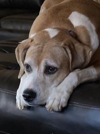 Close-up portrait of dog resting beagle mix pitbull boxer hound cute sweet