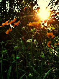 Close-up of plant against white background