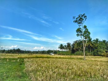 Scenic view of agricultural field against sky