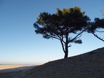 Low angle view of tree against clear sky