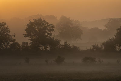 Trees on field against sky during foggy weather