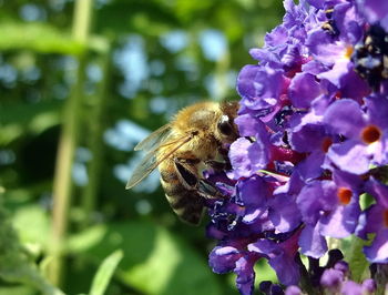 Close-up of bee on flower