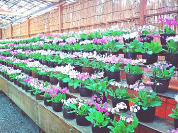 Colorful flowers in pot