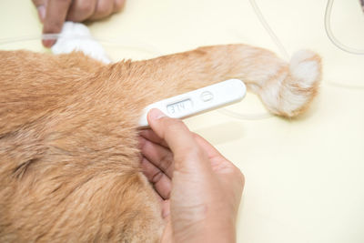 Close-up of hand holding cat