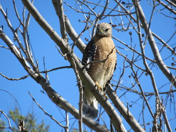 Low angle view of eagle perching on branch