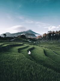 Rear view of person walking at terraced field