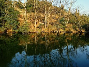 Reflection of trees in water