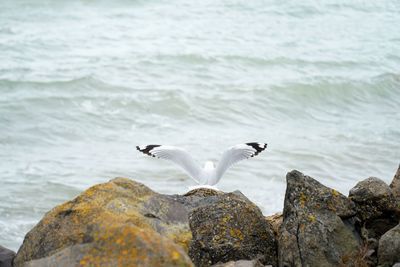 Seagulls flying over sea