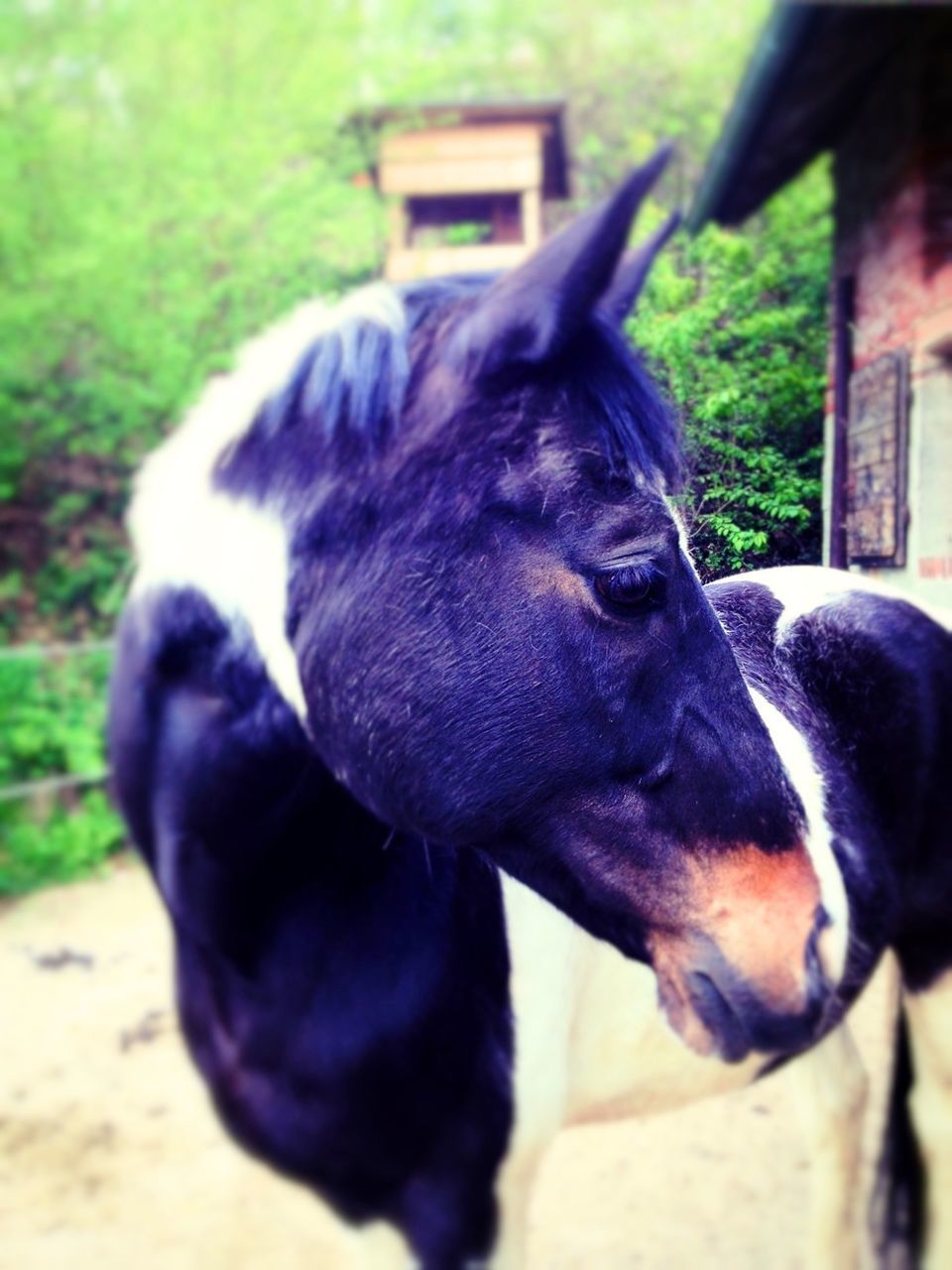 domestic animals, animal themes, mammal, one animal, animal head, livestock, focus on foreground, horse, close-up, pets, dog, animal body part, day, herbivorous, outdoors, no people, standing, field, two animals, sunlight