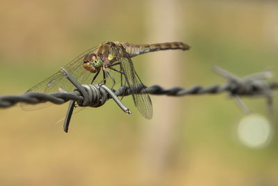 dragonflies and damseflies