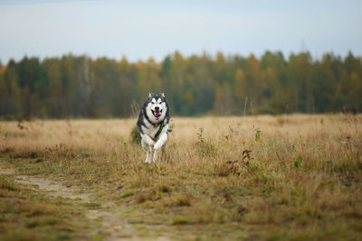 Dog running in a field