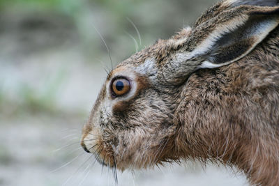 Close-up of rabbit