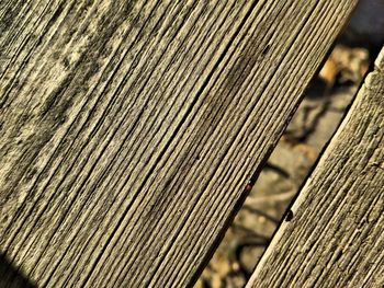 Full frame shot of tree trunk