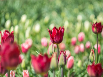 Close-up of red poppy blooming in spring