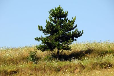 Tree on field against clear sky